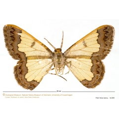 /filer/webapps/moths/media/images/L/lequeuxi_Zamarada_AM_ZMUC.jpg