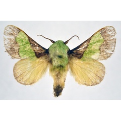 /filer/webapps/moths/media/images/M/mesochloris_Parasa_AM_NHMO.jpg