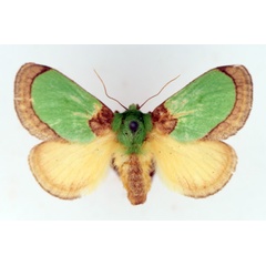 /filer/webapps/moths/media/images/V/vivida_Latoia_AF_TMSA.jpg