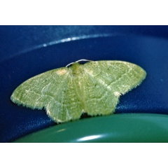 /filer/webapps/moths/media/images/D/dorsicristata_Chlorissa_A_Roland_01.jpg