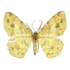 /filer/webapps/moths/media/images/A/aristophanousi_Afroracotis_PTF_ZSMb.jpg