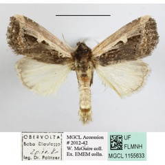 /filer/webapps/moths/media/images/S/semipallida_Aspidifrontia_A_MGCLa_01.JPG