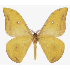 /filer/webapps/moths/media/images/X/xerophilus_Aurivillius_AM_Basquinb.jpg