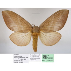 /filer/webapps/moths/media/images/S/sanricia_Pallastica_AF_MGCLa_01.JPG
