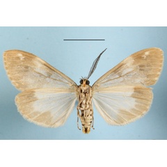 /filer/webapps/moths/media/images/P/purata_Galtara_AM_MGCLb_01.JPG