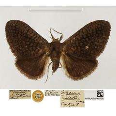 /filer/webapps/moths/media/images/C/cerolestes_Fulgoraecia_PTM_NHMUK_01.jpg