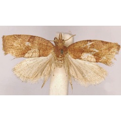 /filer/webapps/moths/media/images/D/dorsiplagana_Lozotaenia_LT_SAMC.jpg