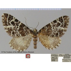 /filer/webapps/moths/media/images/A/albistrigata_Eupithecia_HT_BMNH.jpg