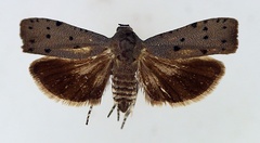/filer/webapps/moths/media/images/P/punctata_Phycodes_AF_TMSA.jpg
