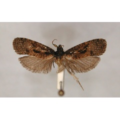 /filer/webapps/moths/media/images/P/phycitinana_Cryptaspasma_HT_RMCA_01.jpg