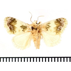 /filer/webapps/moths/media/images/S/soluta_Niphadolepis_AM_BMNH.jpg