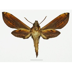 /filer/webapps/moths/media/images/P/pelius_Theretra_AF_Basquinb.jpg