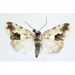 /filer/webapps/moths/media/images/O/opalinoides_Acontia_AM_Aulombard_02.jpg