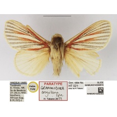 /filer/webapps/moths/media/images/A/angolana_Grammodora_PTM_NHMUK_02.jpg