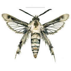 /filer/webapps/moths/media/images/A/arabica_Afromelittia_PTM_COGMa.jpg