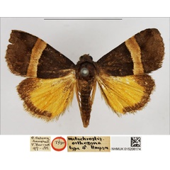 /filer/webapps/moths/media/images/O/orthozona_Metachrostis_HT_NHMUK.jpg