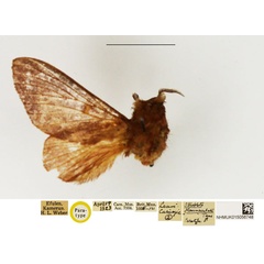 /filer/webapps/moths/media/images/F/flavimaculata_Streblote_PTM_NHMUK.jpg