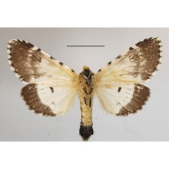 /filer/webapps/moths/media/images/L/leonensis_Afrocerura_AF_MGCLb_02.jpg