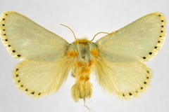 Parasa fulvicorpus