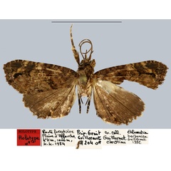 /filer/webapps/moths/media/images/B/borbonica_Chlumetia_HT_MNHN.jpg