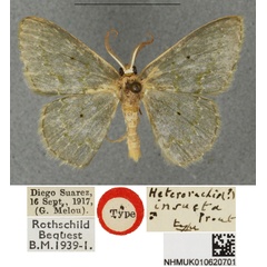 /filer/webapps/moths/media/images/I/insueta_Heterorachis_HT_BMNH.jpg