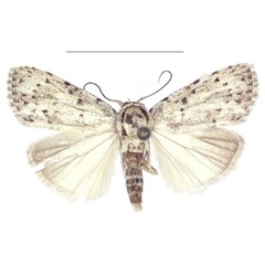 /filer/webapps/moths/media/images/T/truncata_Ezishnola_PTM_ANHRT_02.jpg