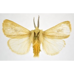 /filer/webapps/moths/media/images/V/vulcanicola_Tamsita_AM_NHMO.jpg