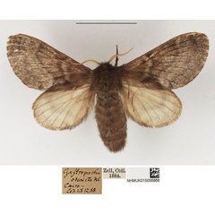 /filer/webapps/moths/media/images/S/simplex_Anadiasa_AF_NHMUK.jpg