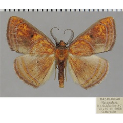 /filer/webapps/moths/media/images/P/percitraria_Oaracta_AM_ZSMa.jpg