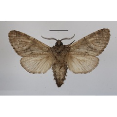 /filer/webapps/moths/media/images/R/rectangulatus_Brachylia_AM_MGCLb_03.JPG