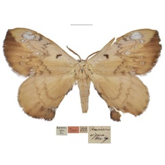 /filer/webapps/moths/media/images/S/sigyna_Phasicnecus_HT_MfN.jpg