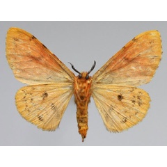 /filer/webapps/moths/media/images/C/castanea_Lymantria_AF_Romyaldb.jpg