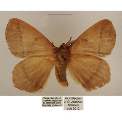 /filer/webapps/moths/media/images/T/tristis_Vianga_AM_TMSA_04.jpg