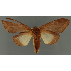 /filer/webapps/moths/media/images/F/fulgurata_Pachypasa_LT_RBINSb.jpg