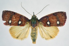 Chlorozada verna