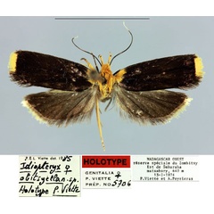 /filer/webapps/moths/media/images/O/obitsyella_Idiopteryx_HT_MNHN.jpg