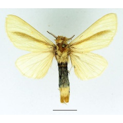 /filer/webapps/moths/media/images/S/simplex_Antheua_AM_Basquin_02.jpg