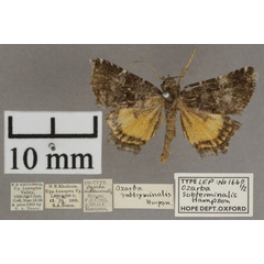 /filer/webapps/moths/media/images/S/subterminalis_Acontiola_PT_OUMNHa_01.jpg