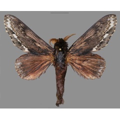 /filer/webapps/moths/media/images/L/ladislavi_Lasiocesa_HT_USTTB.jpg