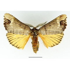 /filer/webapps/moths/media/images/P/princei_Phalera_AM_Basquin.jpg