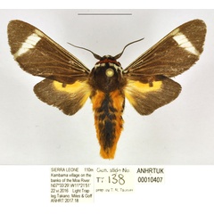 /filer/webapps/moths/media/images/K/kambama_Casphalia_HT_ANHRT.jpg