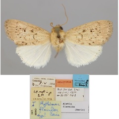 /filer/webapps/moths/media/images/F/flavalba_Aletia_HT_RMCA_01.jpg