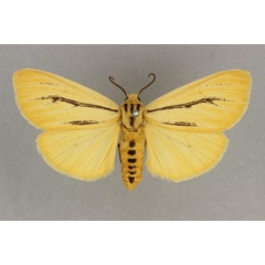 /filer/webapps/moths/media/images/L/linea_Popoudina_AF_BMNH.jpg