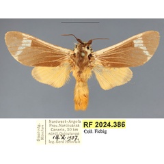 /filer/webapps/moths/media/images/C/clara_Casphalia_PTM_Fiebig_01.jpg