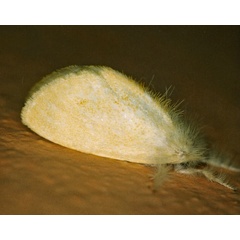 /filer/webapps/moths/media/images/S/subalba_Euproctis_A_Roland_01.jpg