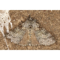 /filer/webapps/moths/media/images/P/proleprota_Eudasychira_AM_Heyns_04.jpg