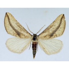 /filer/webapps/moths/media/images/C/curvilinea_Hebdomophruda_AM_TMSA.jpg