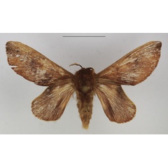 /filer/webapps/moths/media/images/C/concava_Pseudometa_AM_TMSA_01.jpg