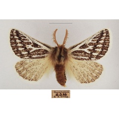 /filer/webapps/moths/media/images/V/vaninia_Rhabdosia_AM_TMSA_01.jpg