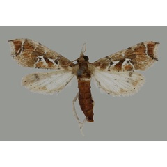 /filer/webapps/moths/media/images/U/ugandensis_Leucinodes_HT_Mally.jpg